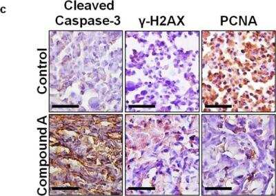 Immunohistochemical Staining of Histone H2AX in Tumors from Treated Mice